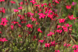 Dianthus deltoides 'Splendens' bestellen